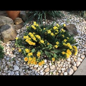 Meet your Posher, Sonia